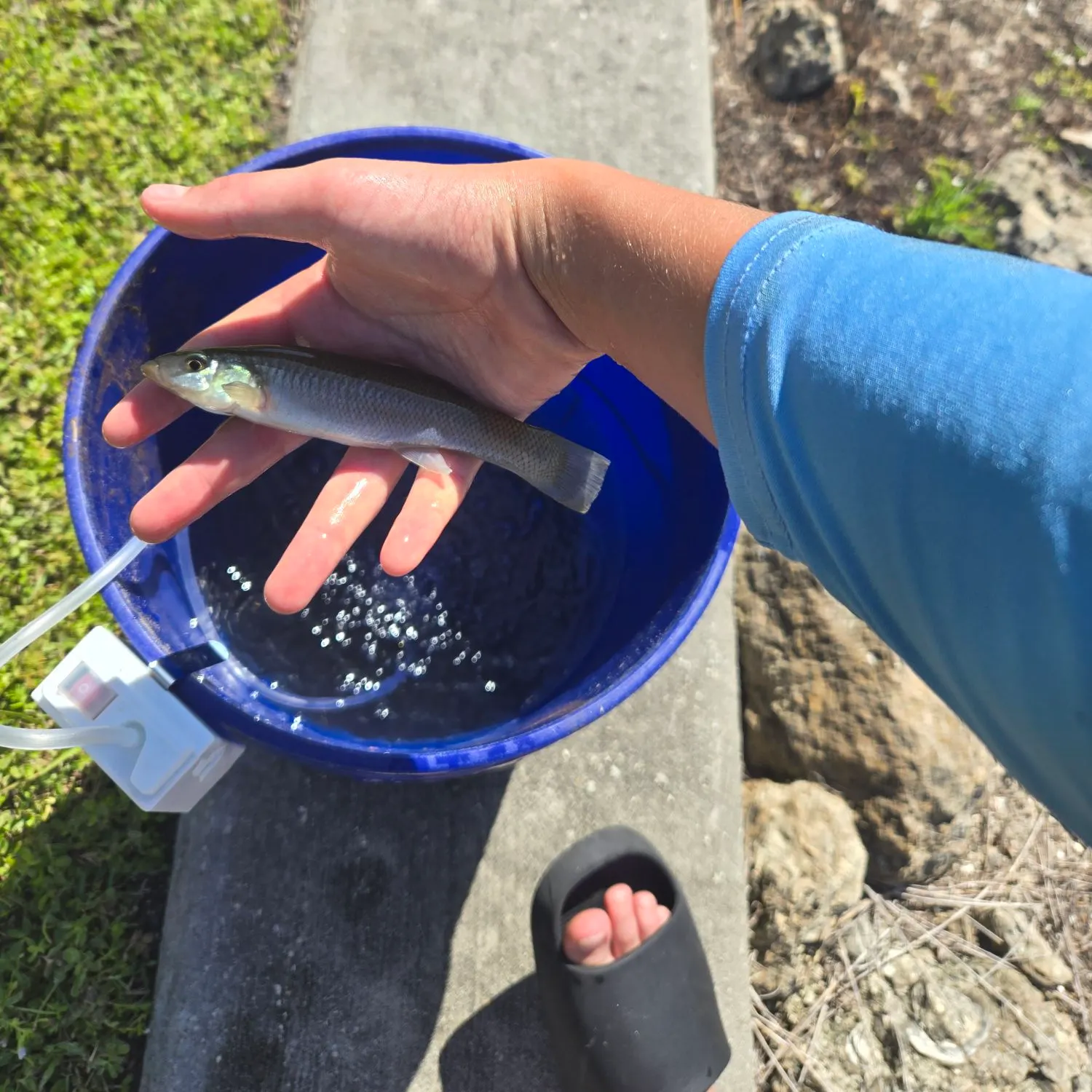 The most recent Seminole killifish catches on Fishbrain