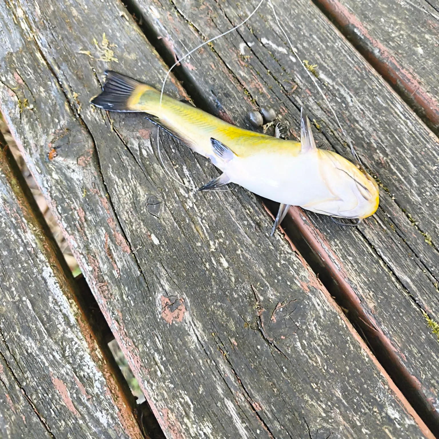 Black bullhead caught on Fishbrain