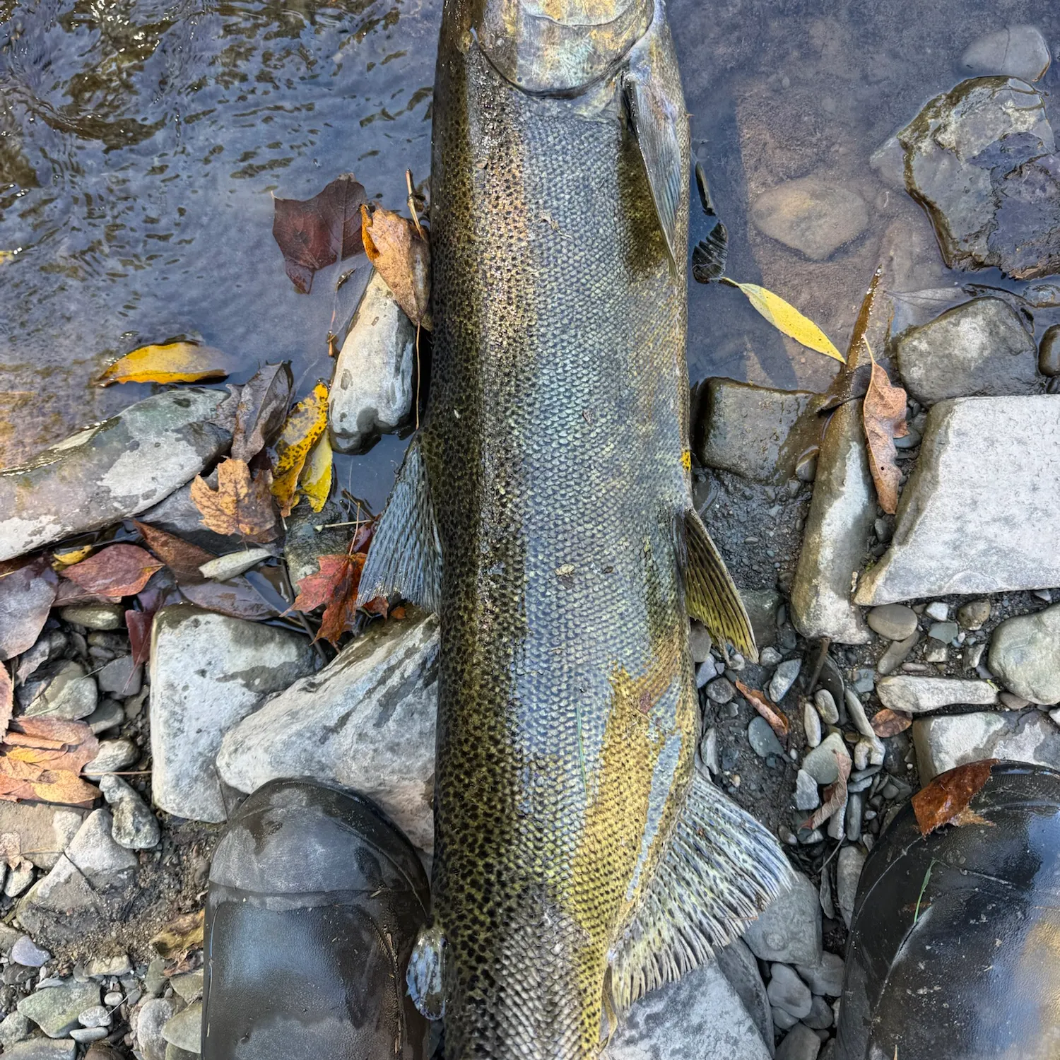 Chinook salmon caught on Fishbrain