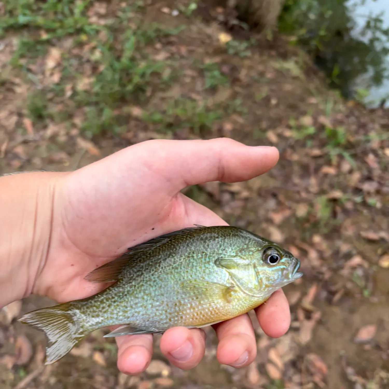 Green sunfish caught on Fishbrain