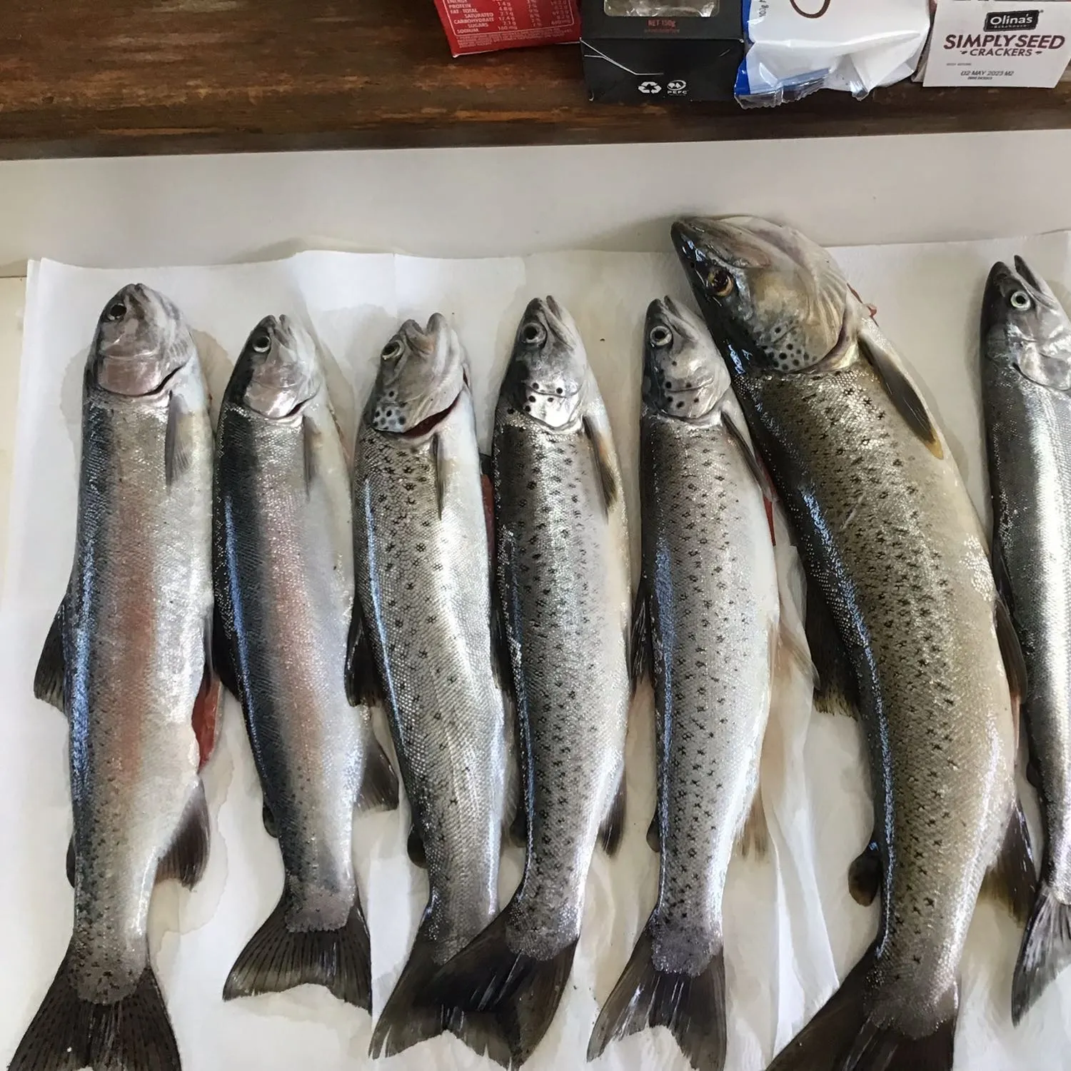 recently logged catches