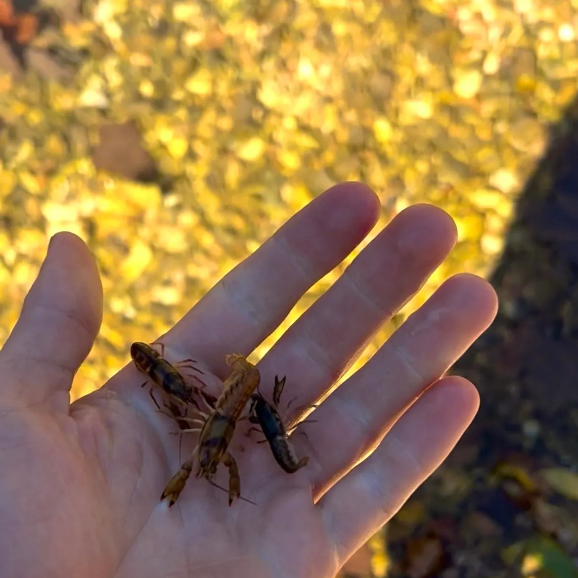 Northern clearwater crayfish caught on Fishbrain