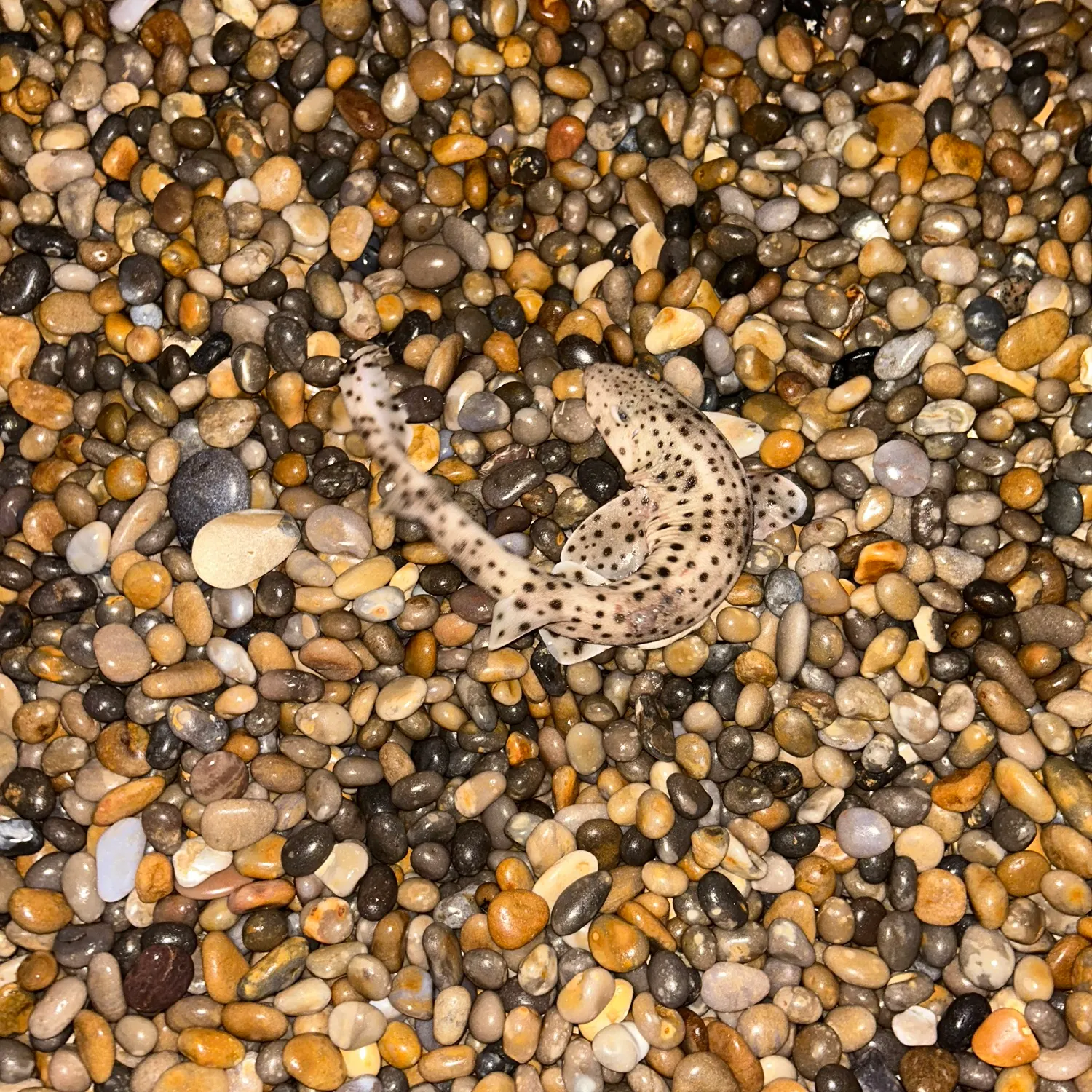 The most recent Nursehound catches on Fishbrain