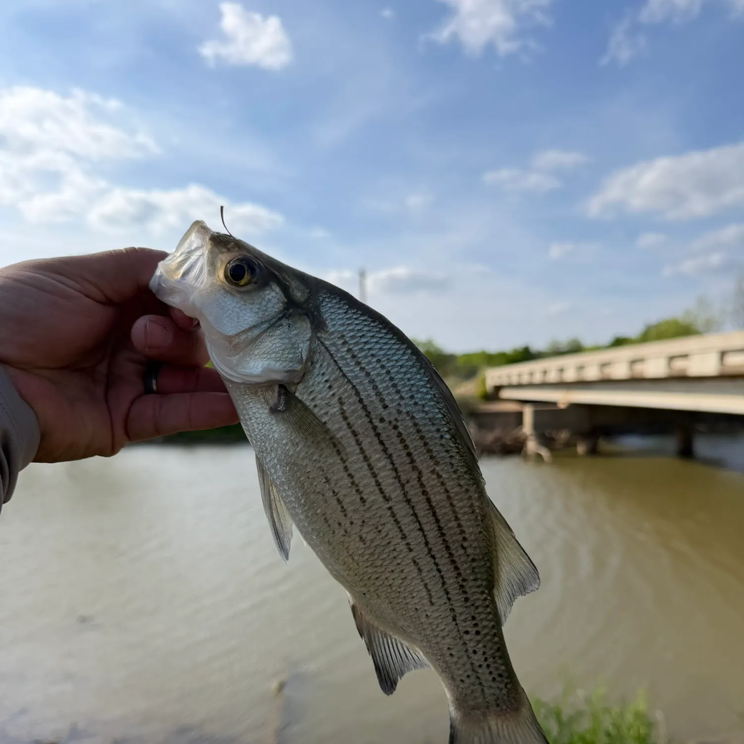 The most recent White bass catches on Fishbrain