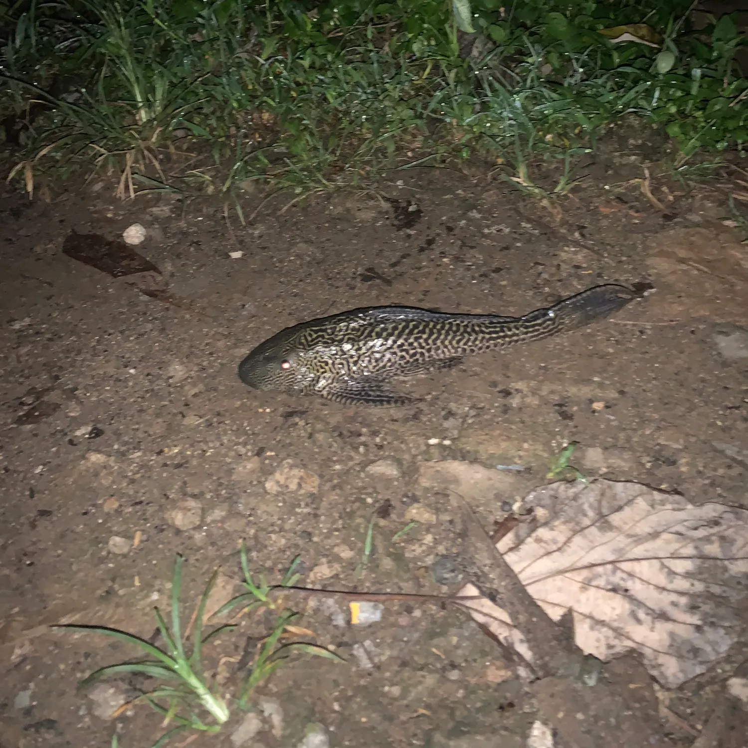 The most recent Suckermouth catfish catches on Fishbrain