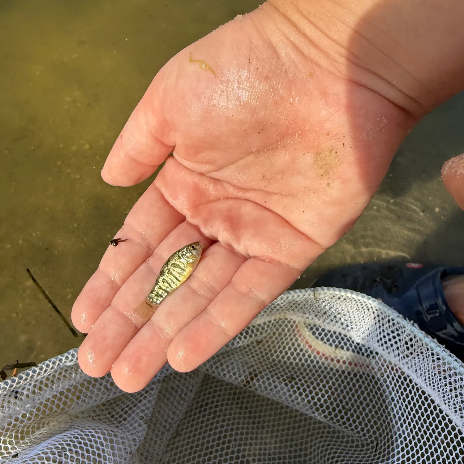 The most recent Sheepshead minnow catches on Fishbrain