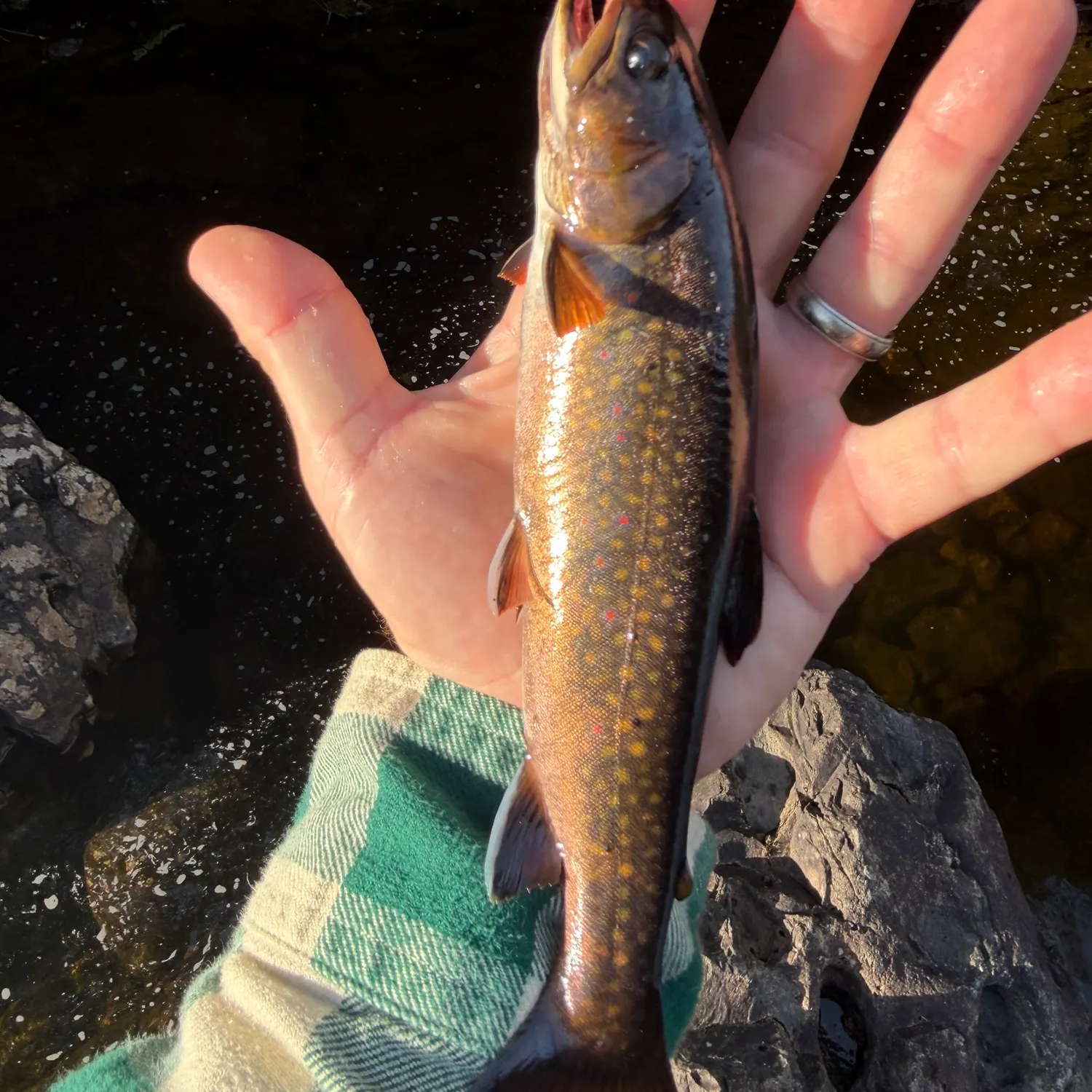 Brook trout caught on Fishbrain