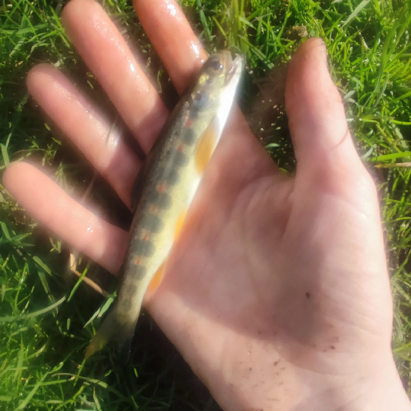 Atlantic salmon caught on Fishbrain