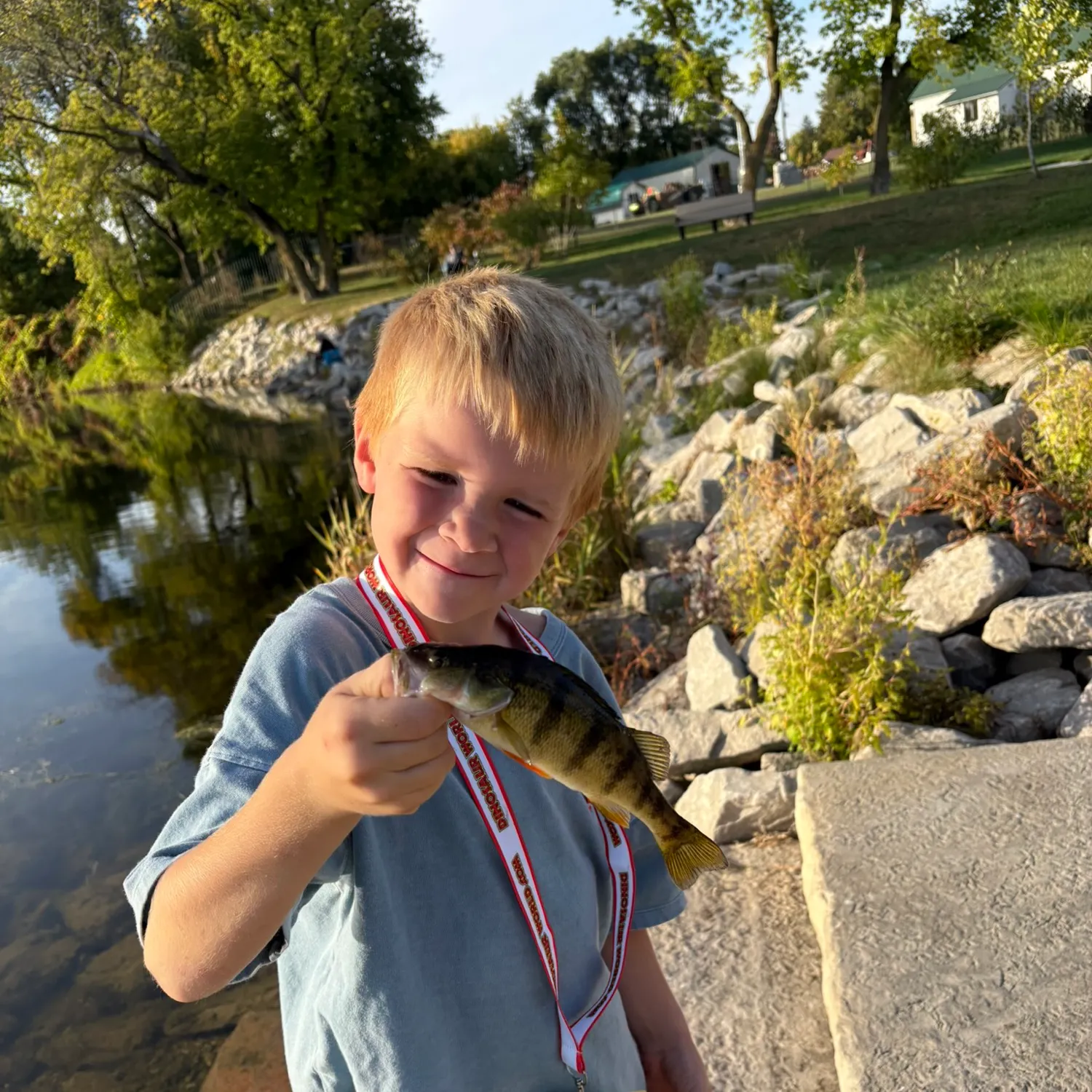 Yellow perch caught on Fishbrain