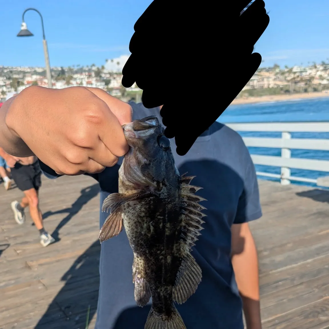 Grass rockfish caught on Fishbrain