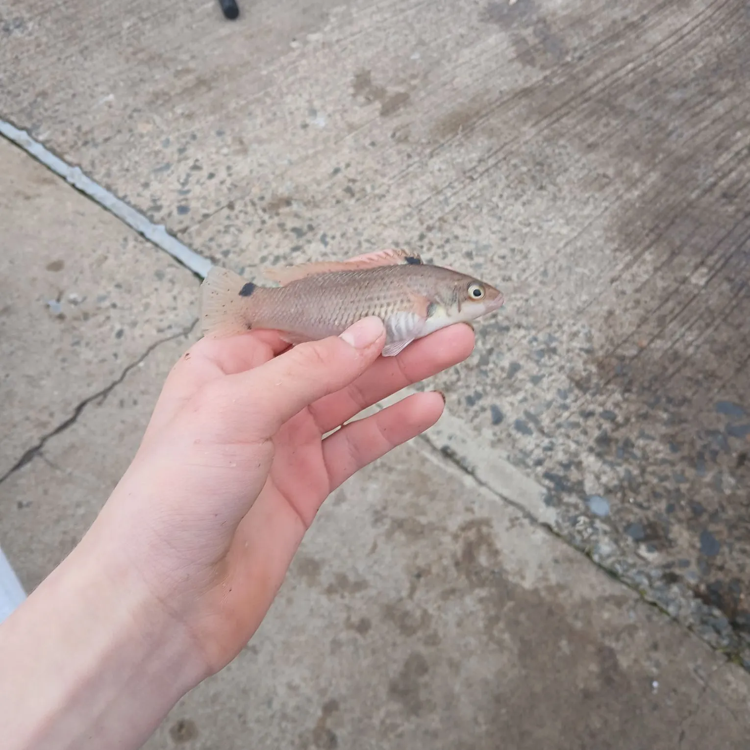 The most recent Goldsinny-wrasse catches on Fishbrain