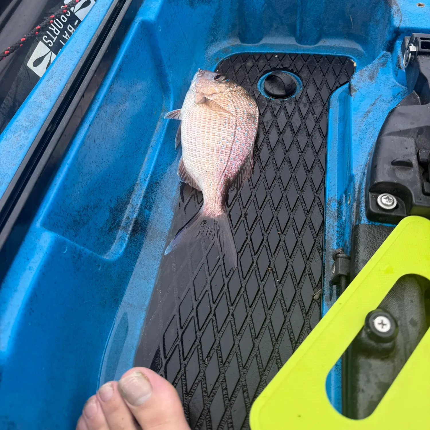 The most recent Australasian snapper catches on Fishbrain