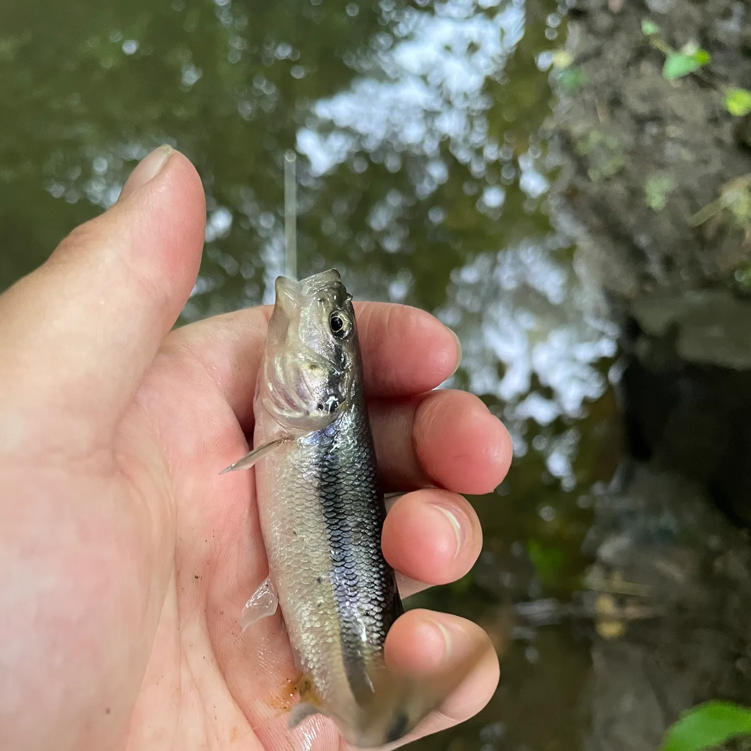 Creek chub caught on Fishbrain