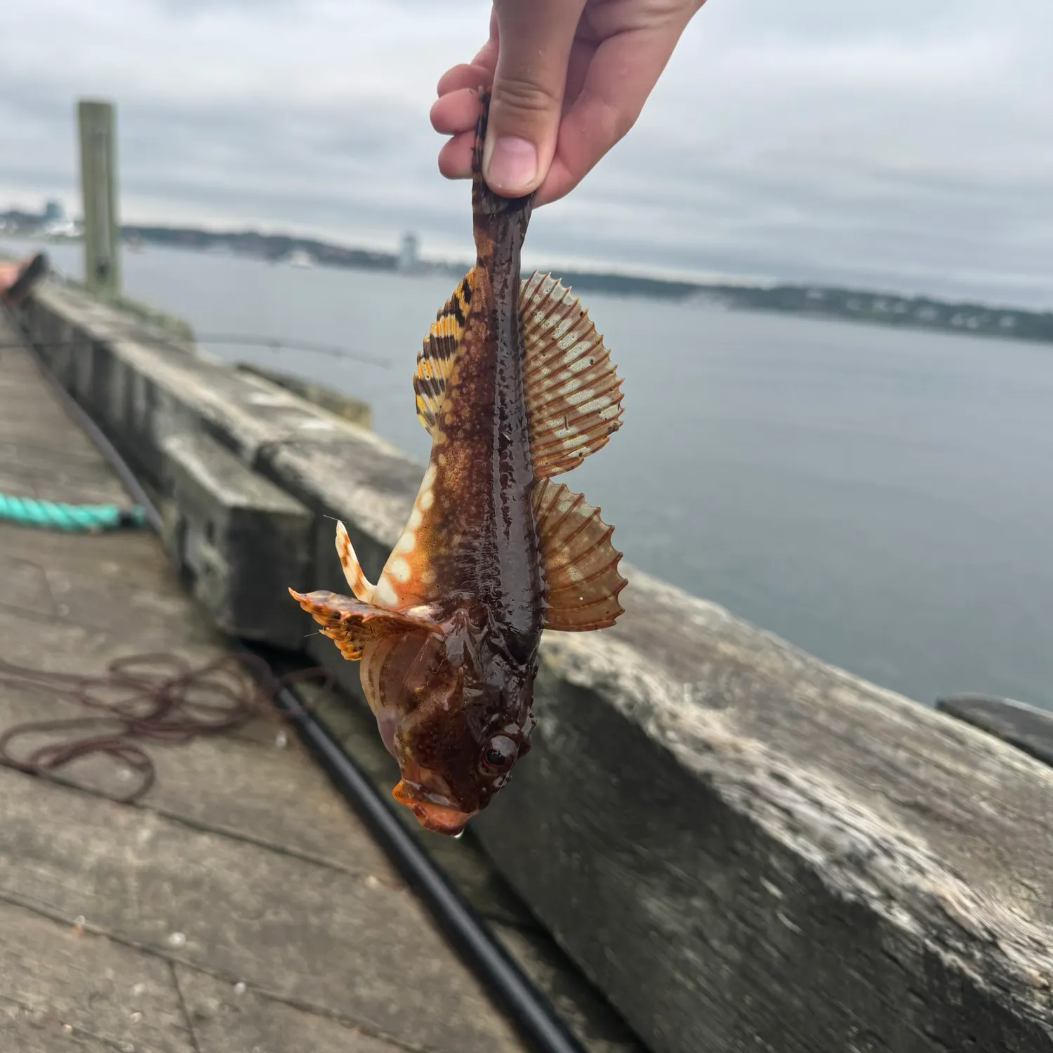 The most recent Shorthorn sculpin catches on Fishbrain