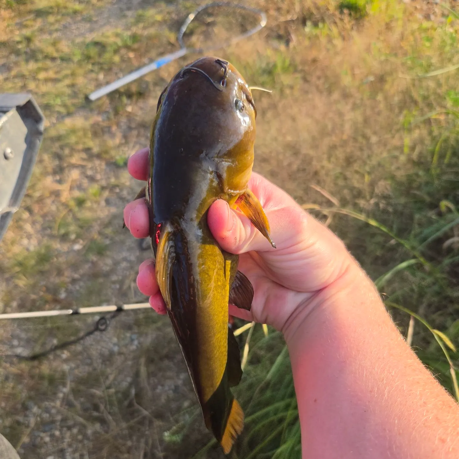 Black bullhead caught on Fishbrain