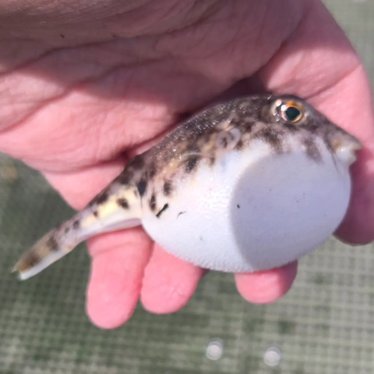 Southern puffer caught on Fishbrain