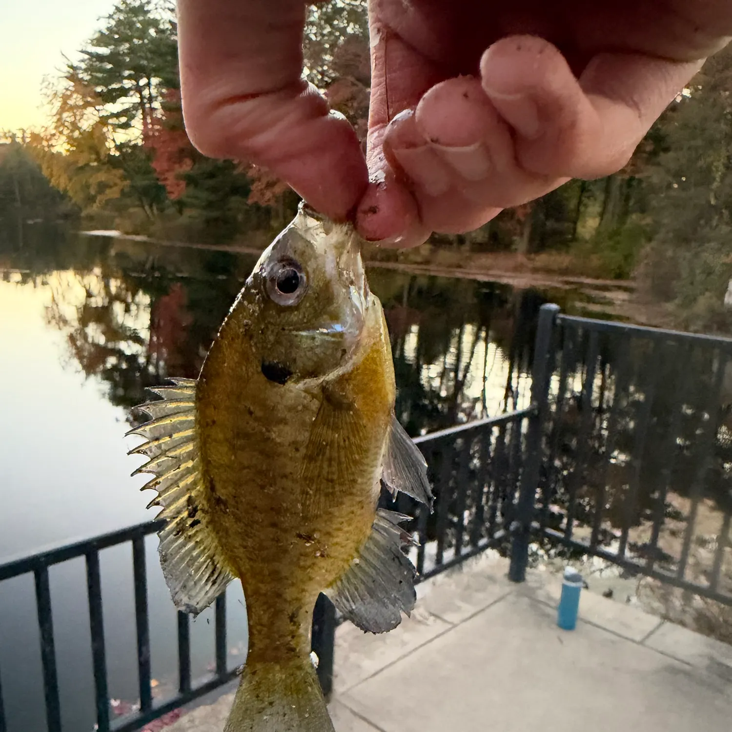 Bluegill caught on Fishbrain