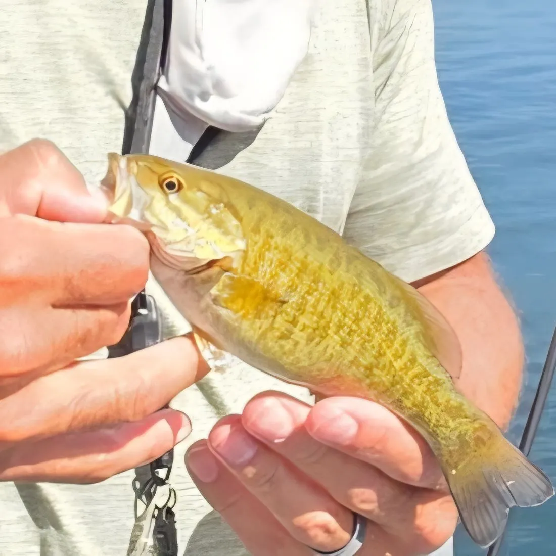 Smallmouth bass caught on Fishbrain