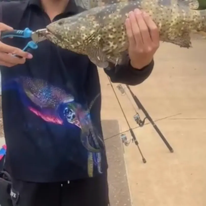 The most recent Orange-spotted grouper catches on Fishbrain