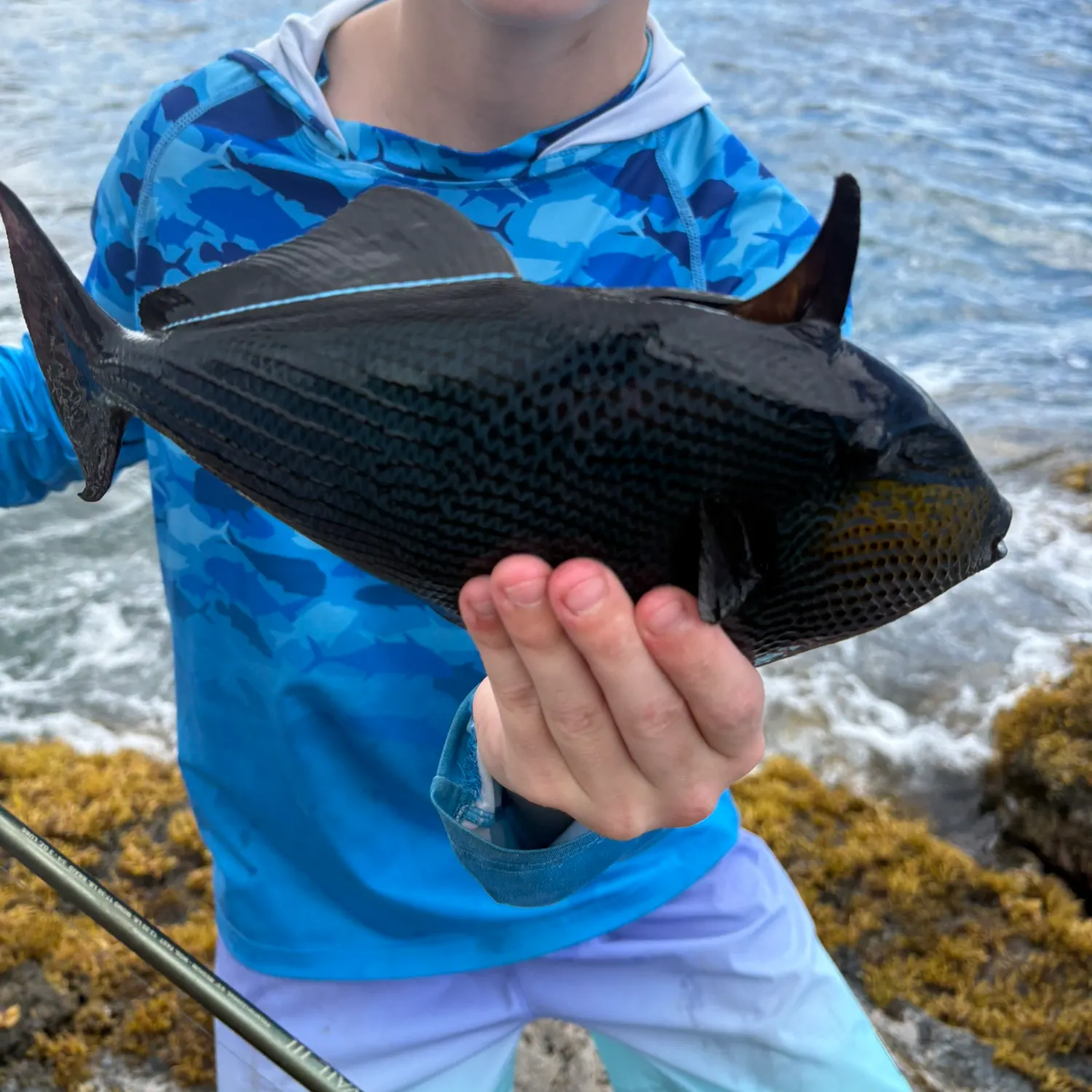 The most recent Black triggerfish catches on Fishbrain