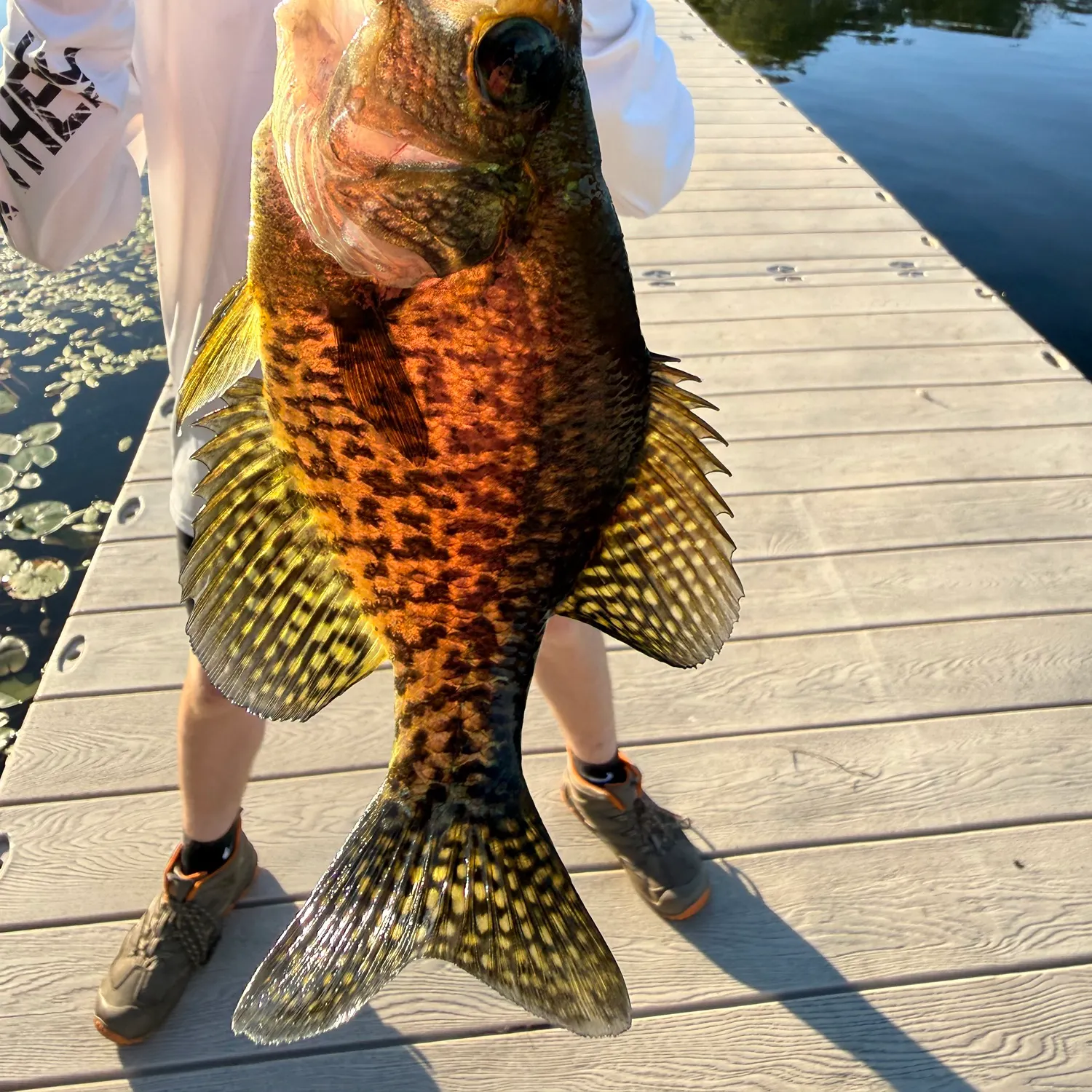Black crappie caught on Fishbrain