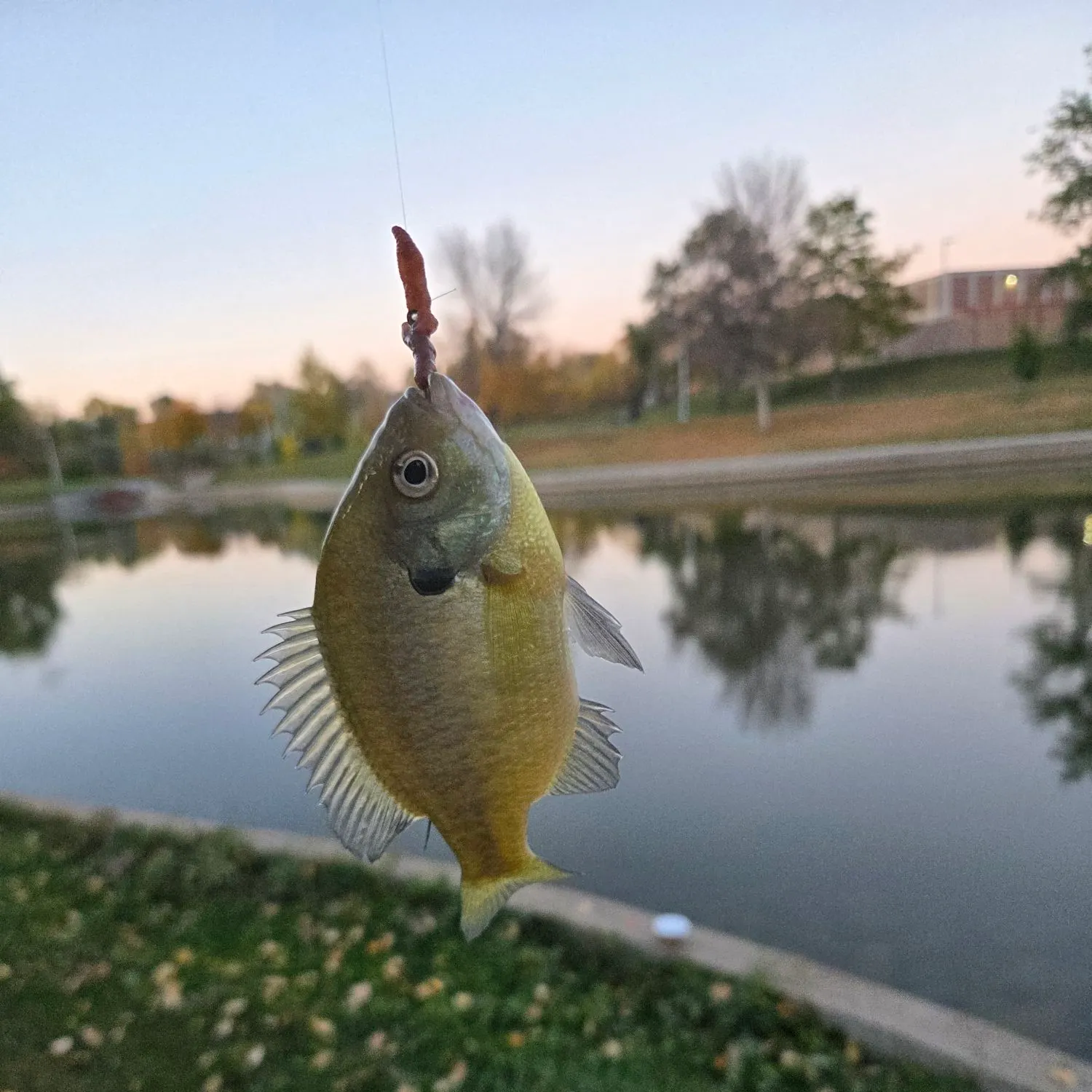 Bluegill caught on Fishbrain
