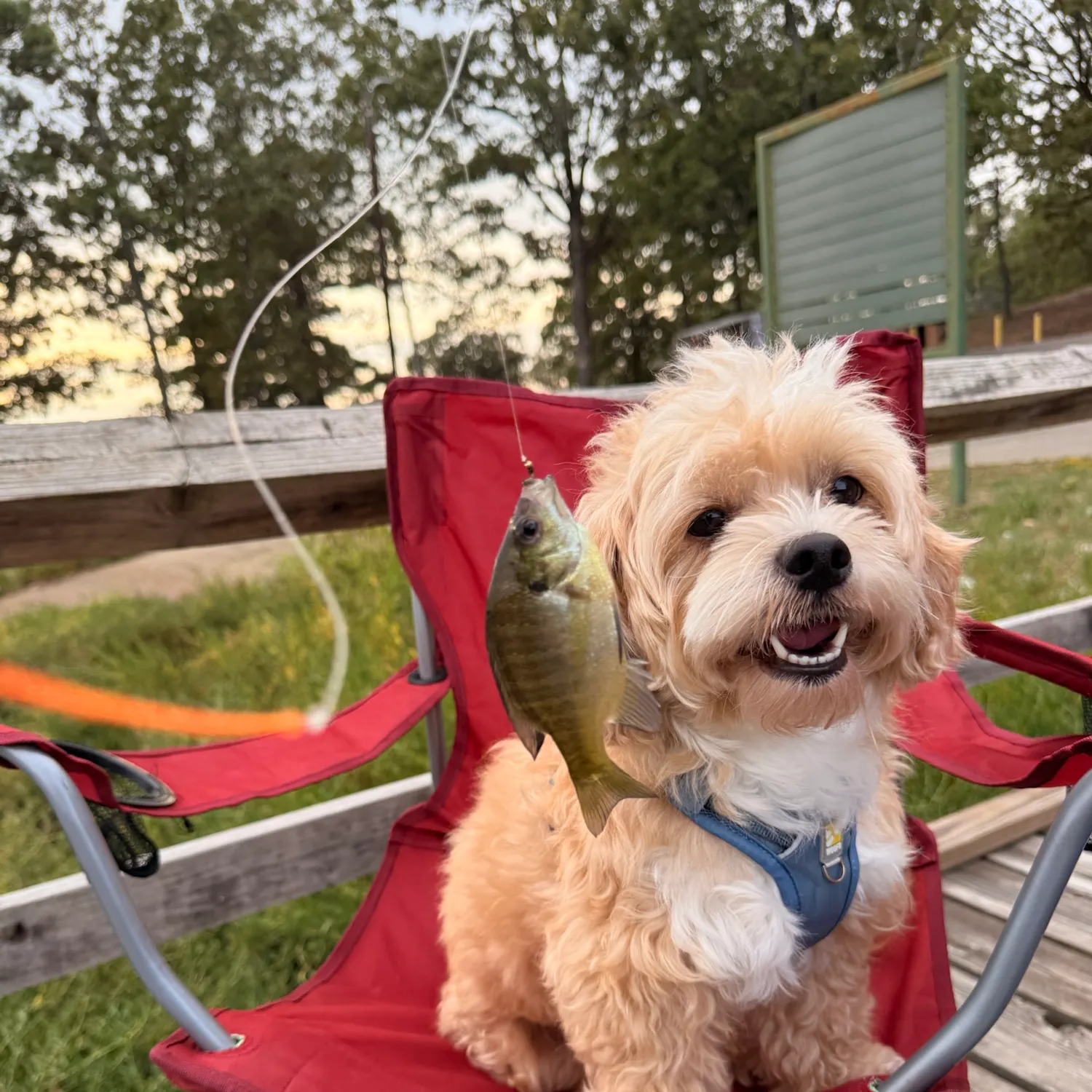 Bluegill caught on Fishbrain