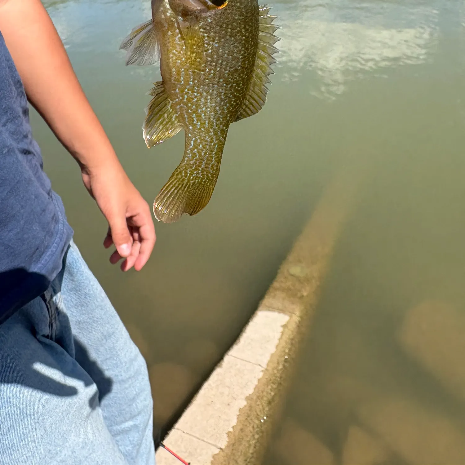 Green sunfish caught on Fishbrain