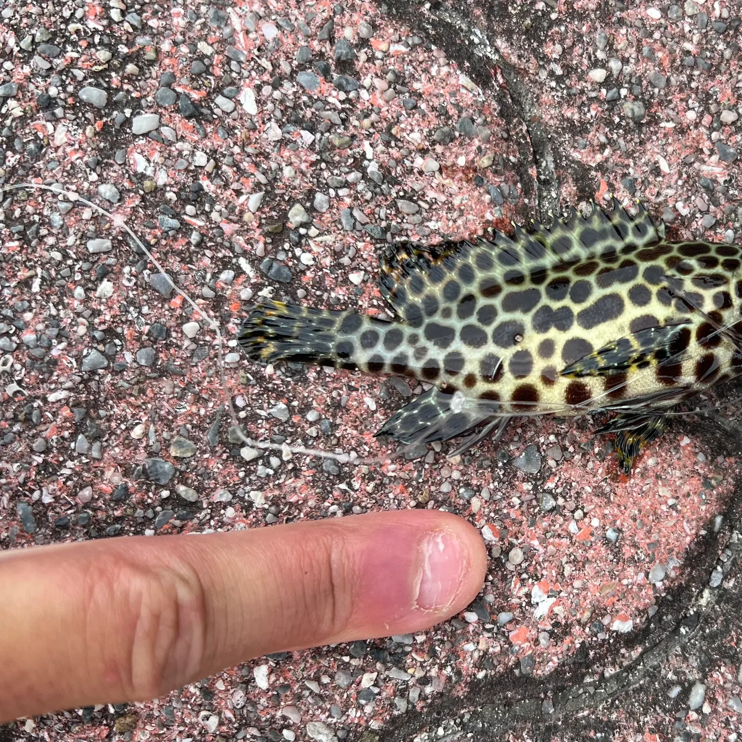 The most recent Longfin grouper catches on Fishbrain