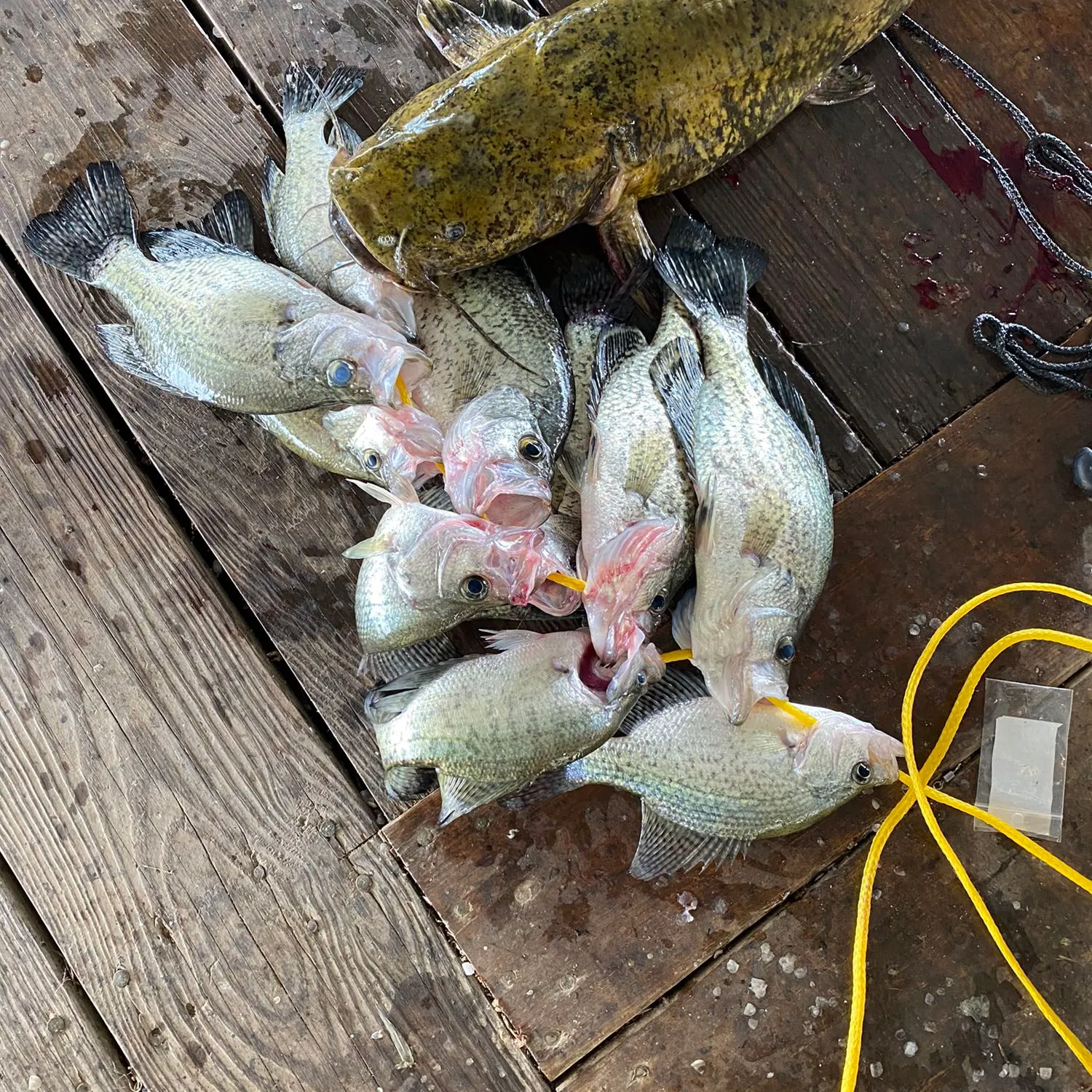 recently logged catches