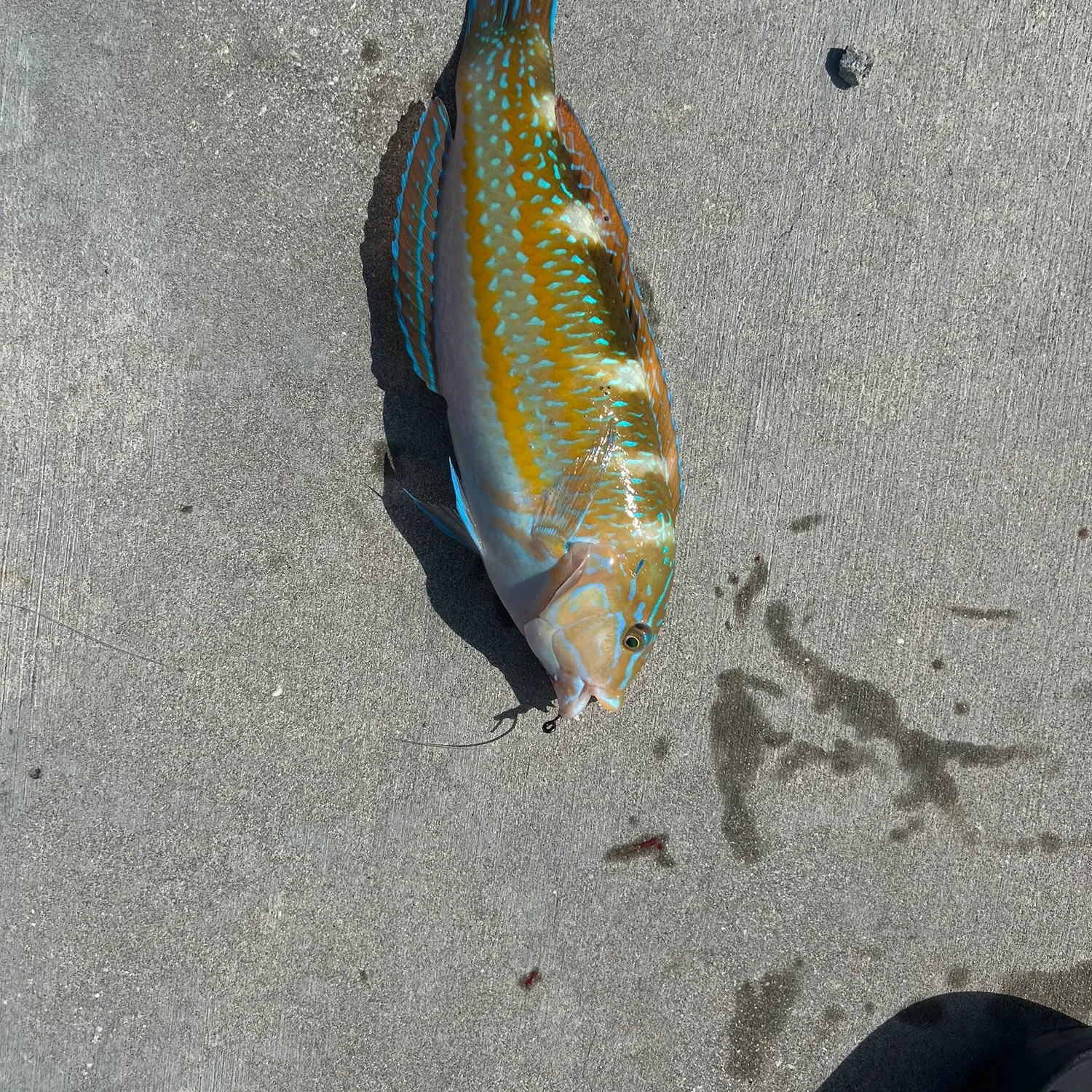 The most recent Sand perch catches on Fishbrain