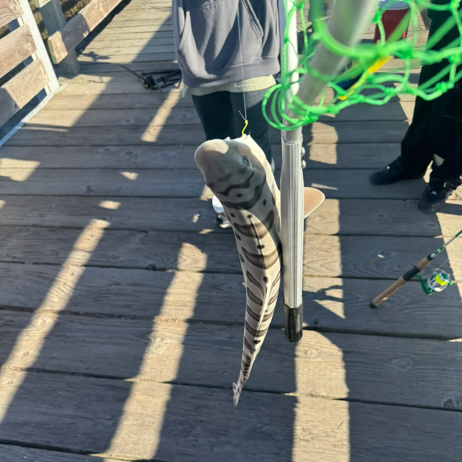 Leopard shark caught on Fishbrain