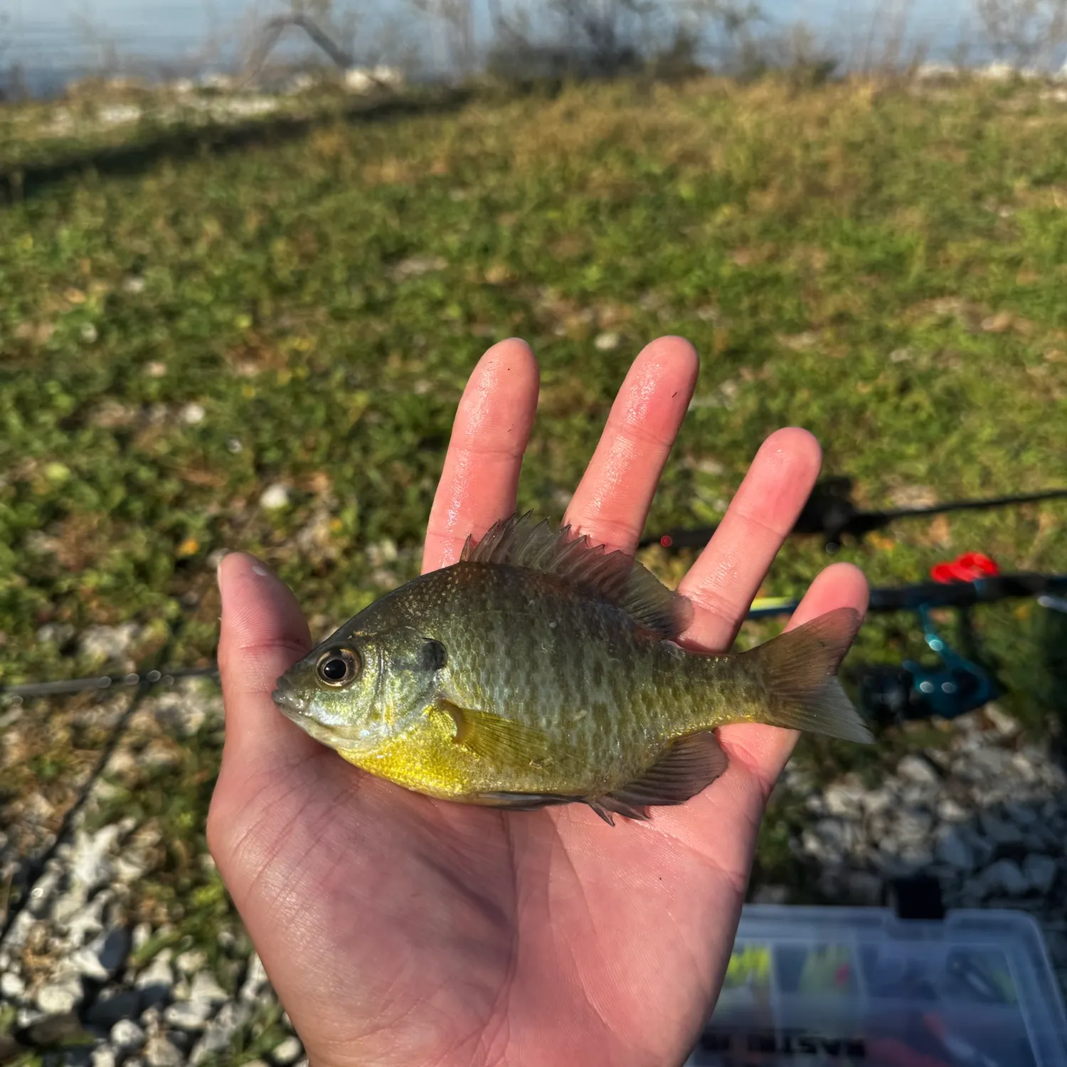 Bluegill caught on Fishbrain