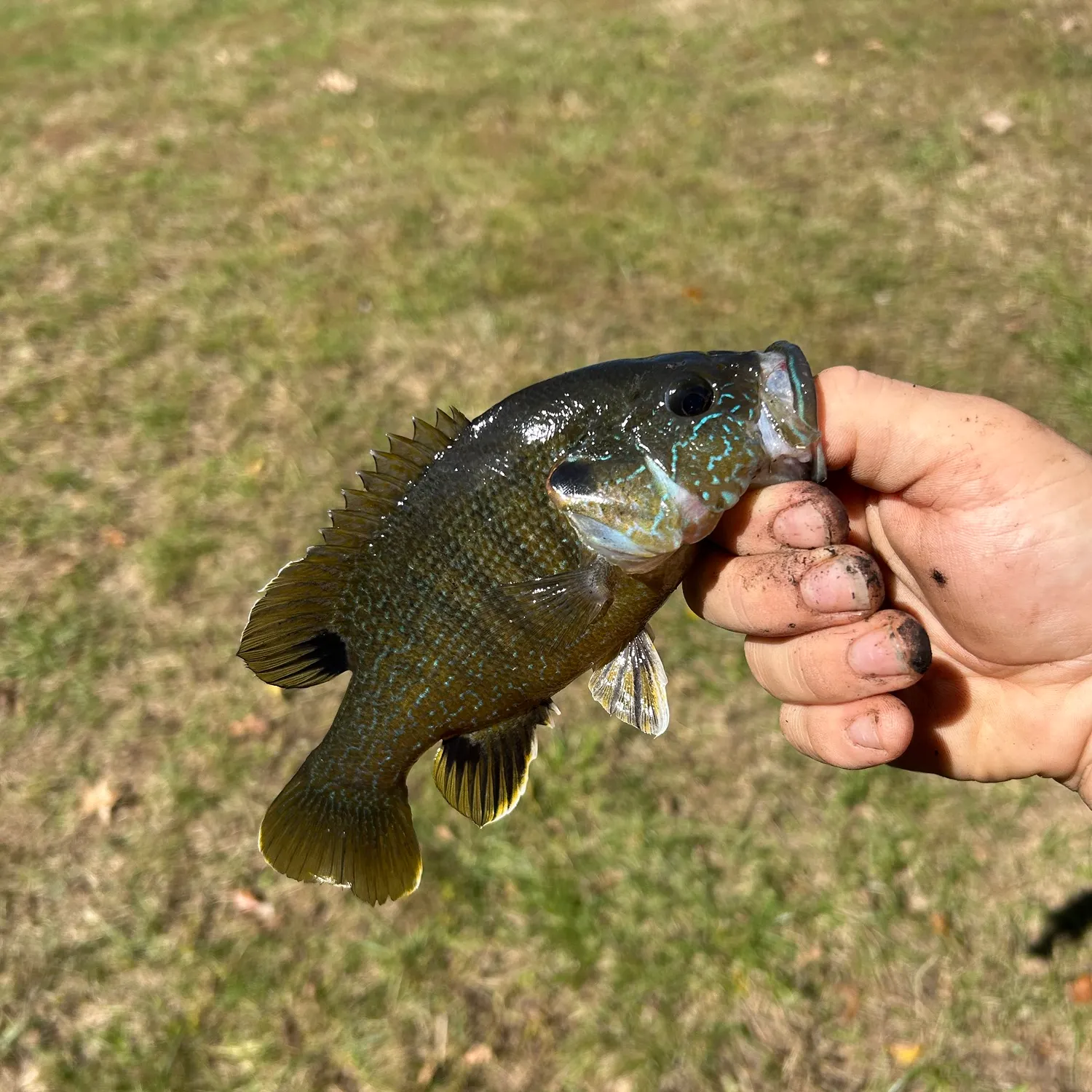 Green sunfish caught on Fishbrain