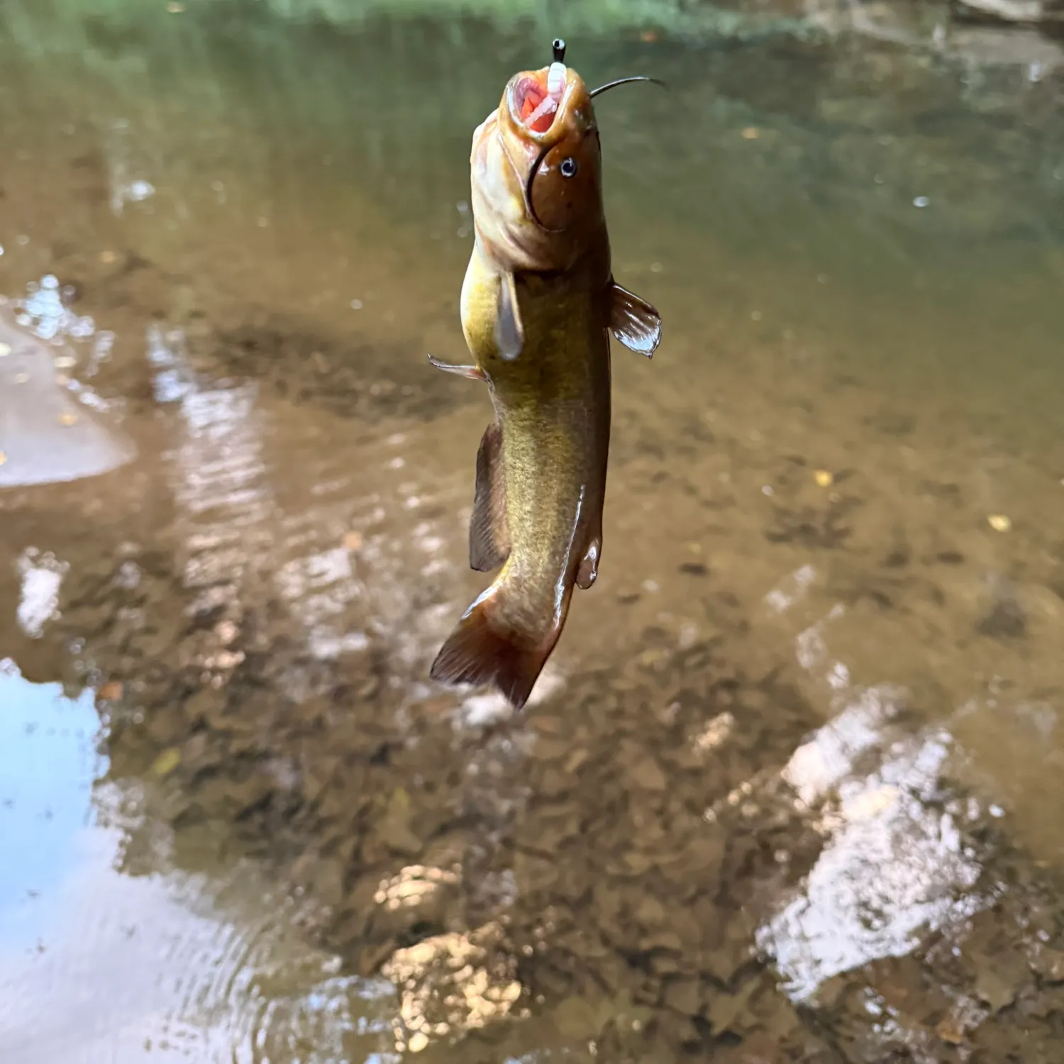 Fish caught on Fishbrain