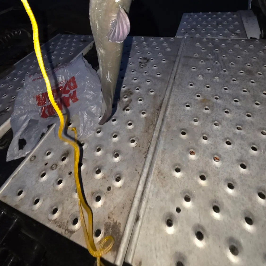 The most recent Channel catfish catches on Fishbrain