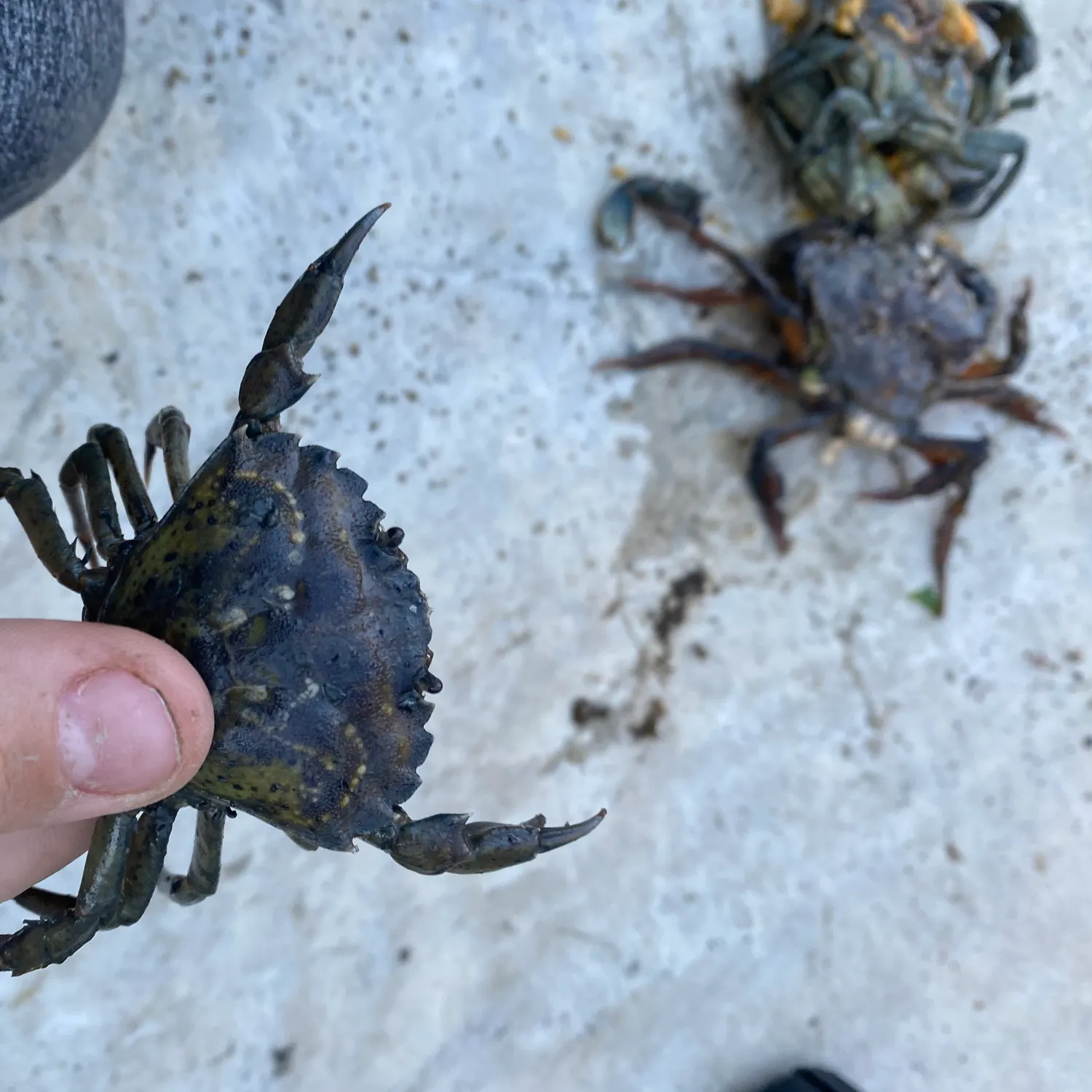 The most recent Green crab catches on Fishbrain