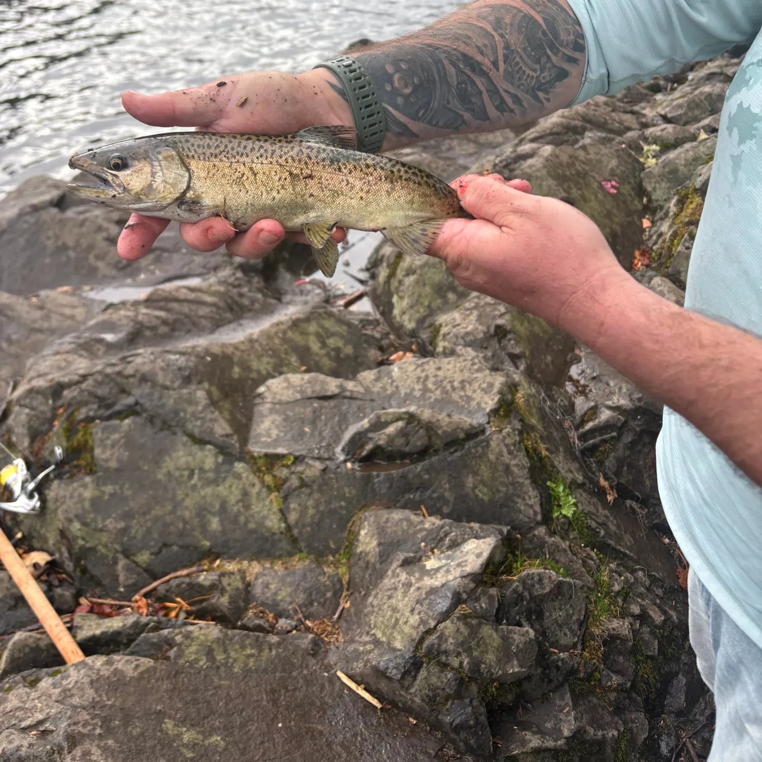 Chinook salmon caught on Fishbrain