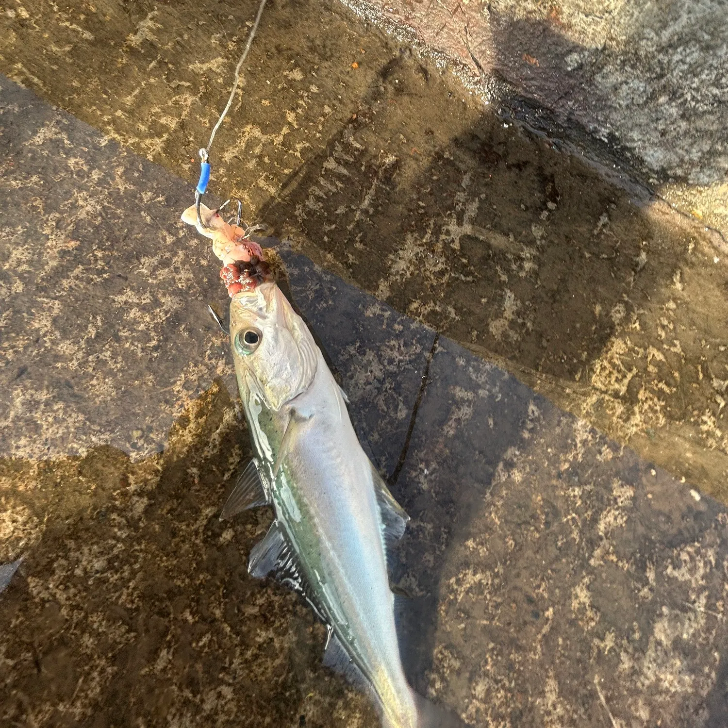 The most recent Atlantic pollock catches on Fishbrain