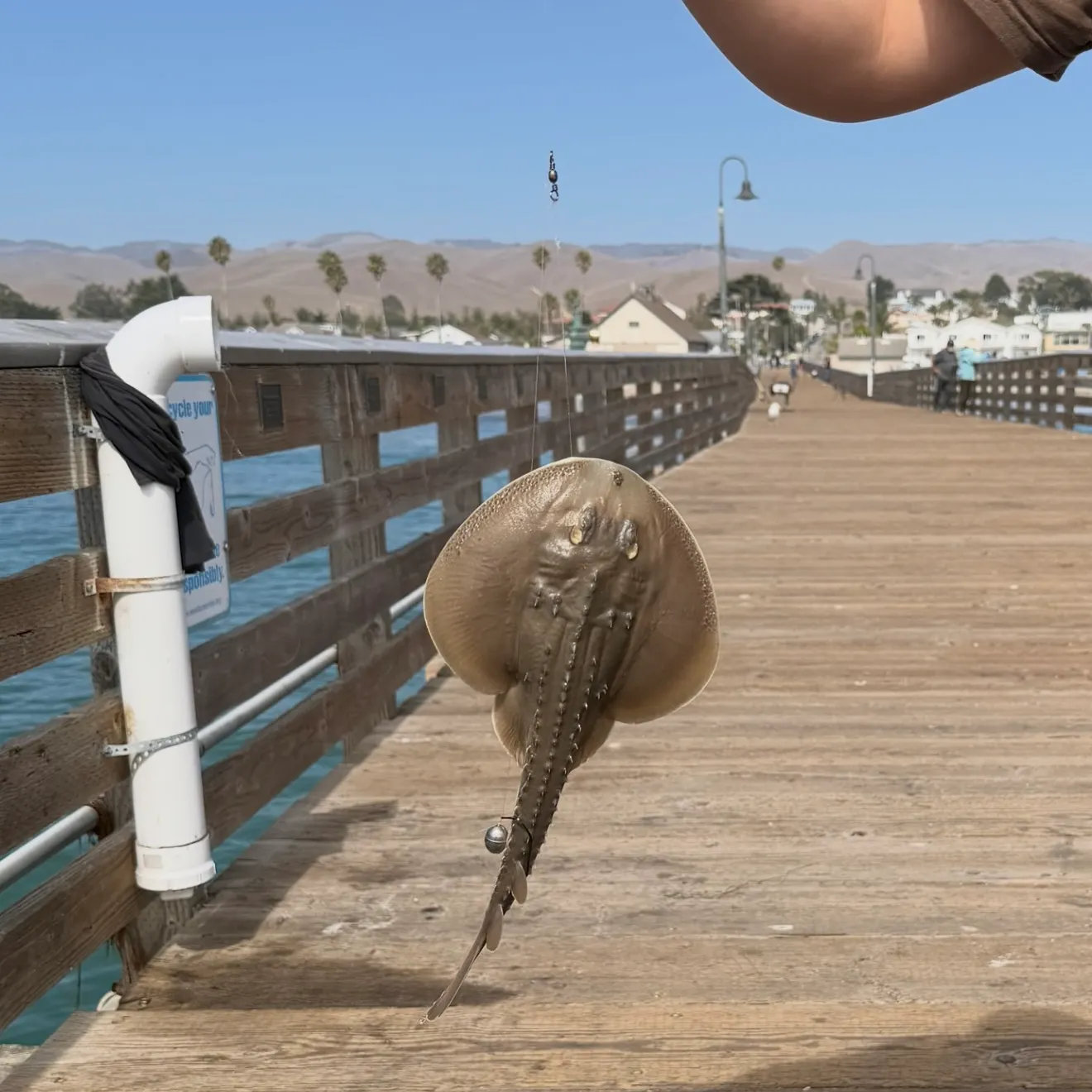 Haller's round ray caught on Fishbrain
