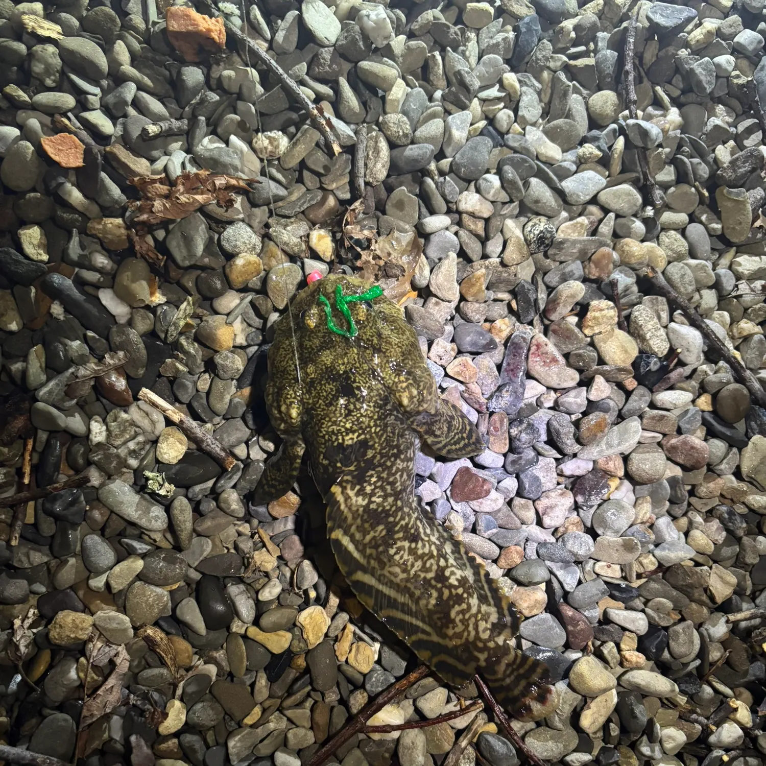 The most recent Oyster toadfish catches on Fishbrain