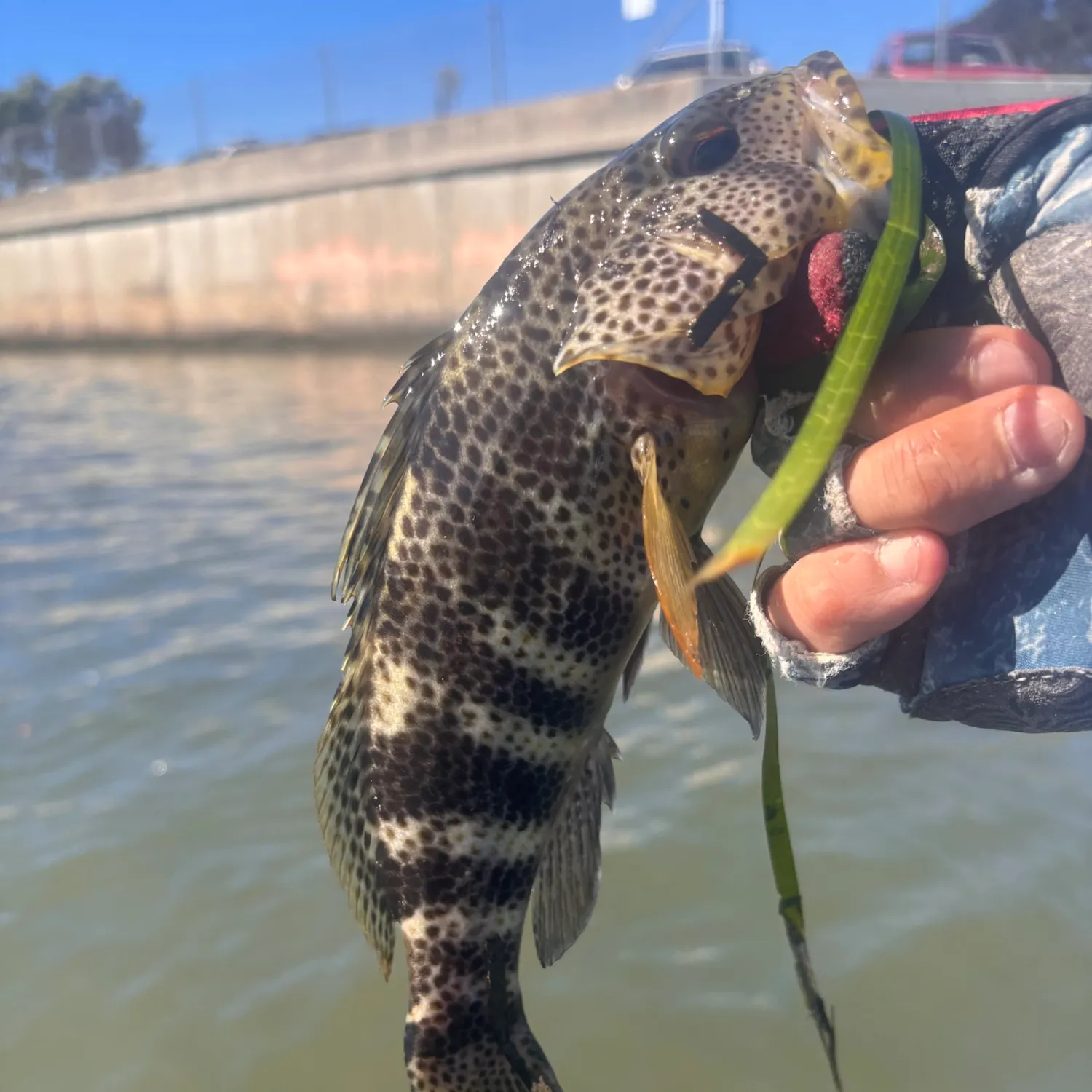 Spotted sand bass caught on Fishbrain