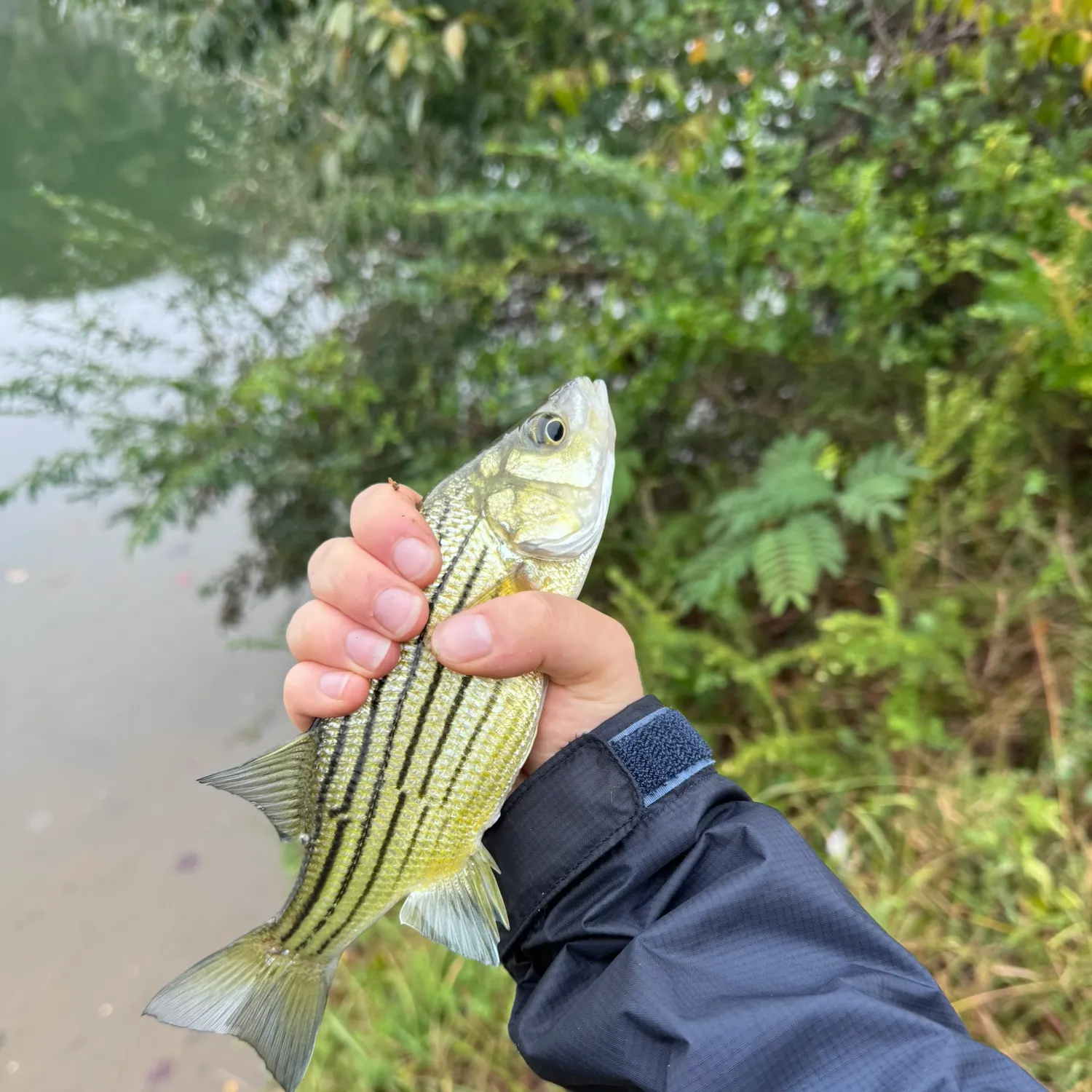 Yellow bass caught on Fishbrain