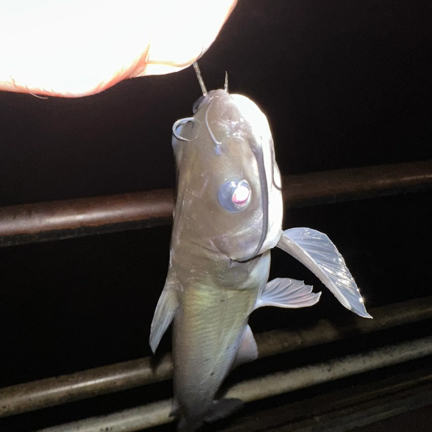 The most recent Channel catfish catches on Fishbrain