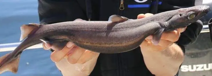 Velvet belly lanternshark