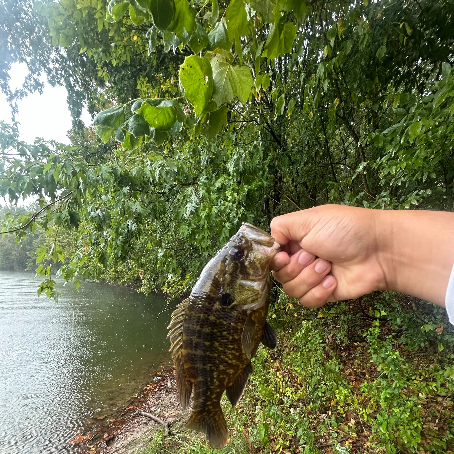 Rock bass caught on Fishbrain