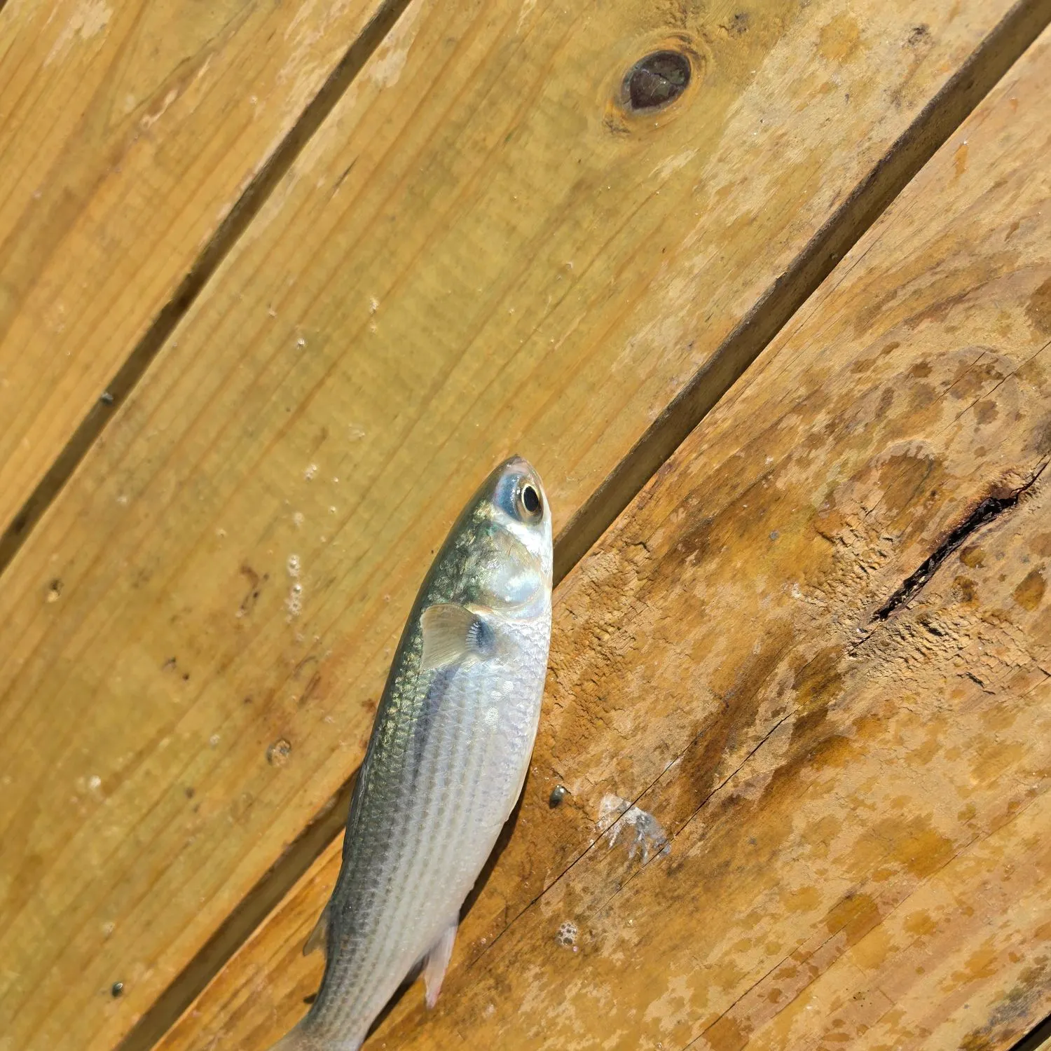 Striped mullet caught on Fishbrain