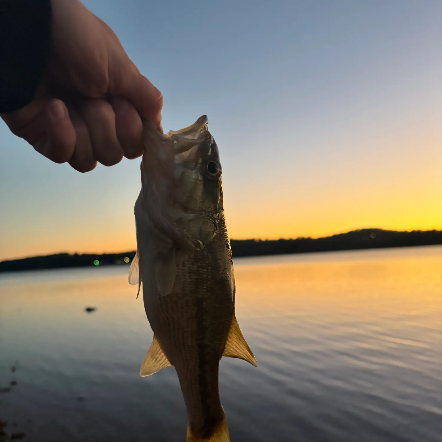 Spotted bass caught on Fishbrain