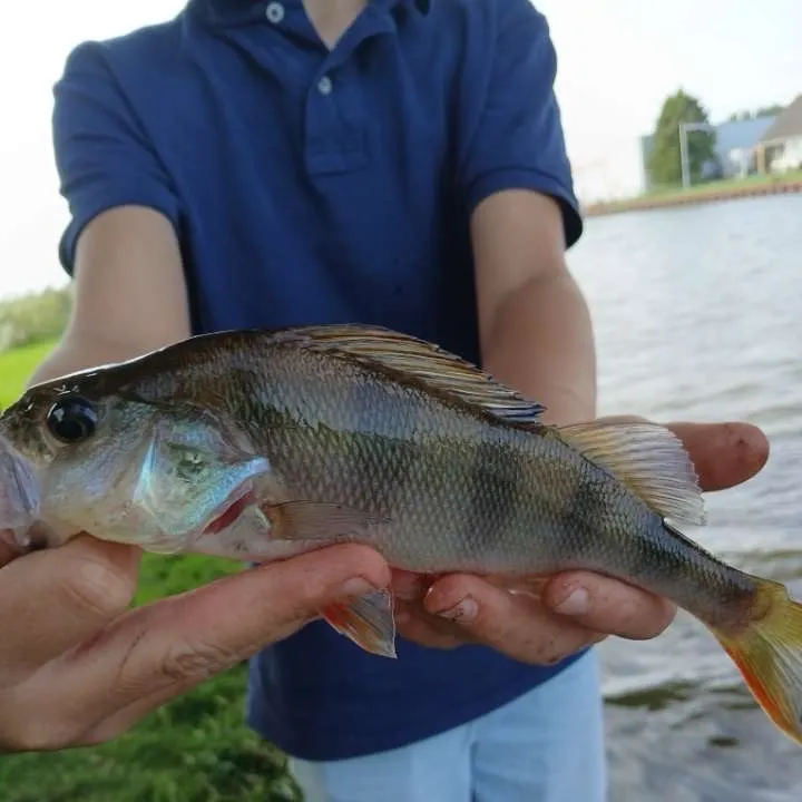 European perch caught on Fishbrain