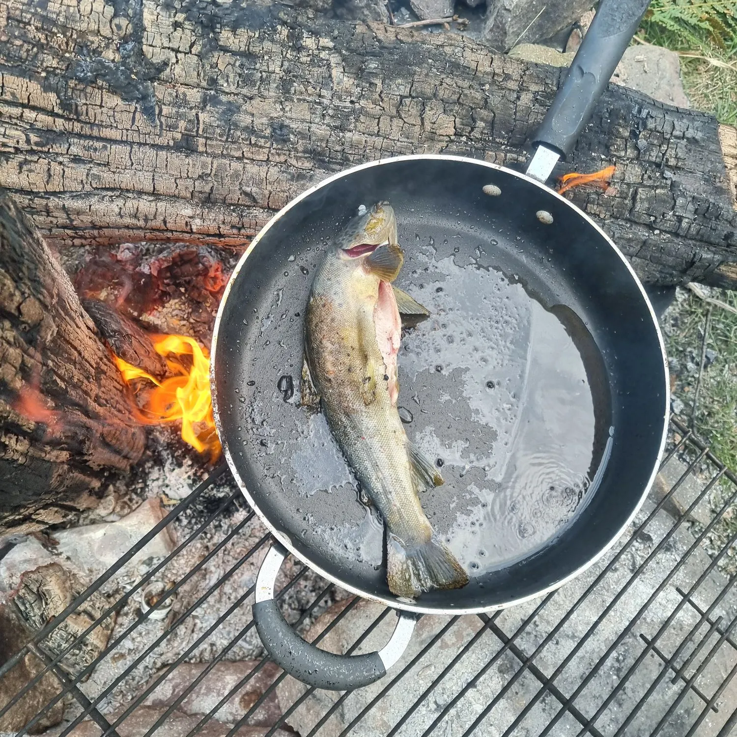 Brown trout caught on Fishbrain